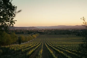 Hybrid Grapes Are Fueling Ireland’s Emerging Wine Scene