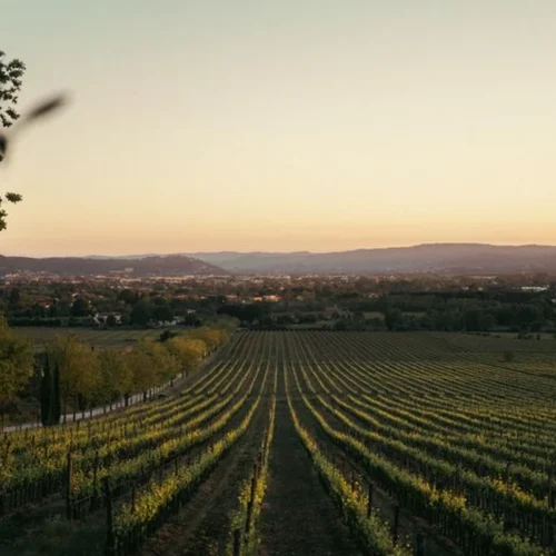 Hybrid Grapes Are Fueling Ireland’s Emerging Wine Scene