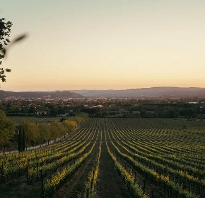 Hybrid Grapes Are Fueling Ireland’s Emerging Wine Scene