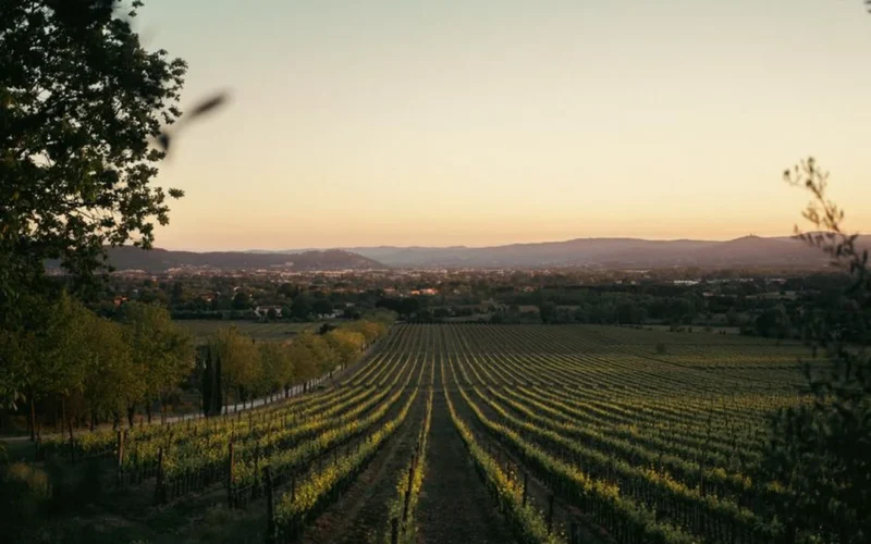 Hybrid Grapes Are Fueling Ireland’s Emerging Wine Scene