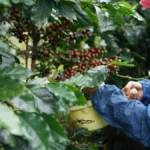 Close-up of hands holding raw green specialty coffee beans in a processing facility.