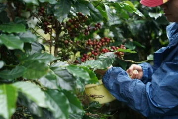 Industry veterans predict resilience amidst specialty coffee’s growing pains