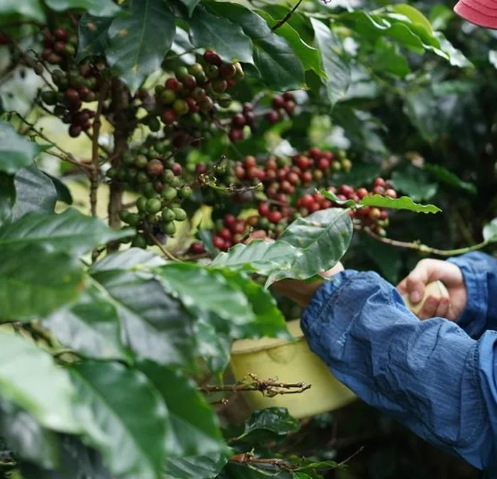 Industry veterans predict resilience amidst specialty coffee’s growing pains