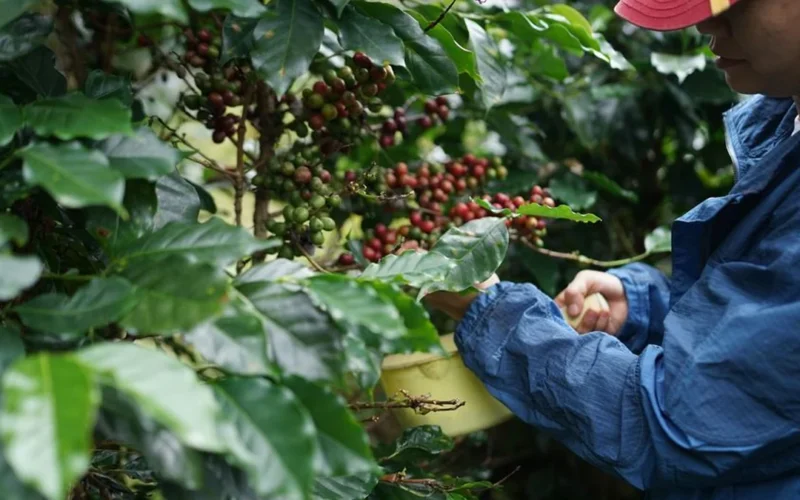 Close-up of hands holding raw green specialty coffee beans in a processing facility.