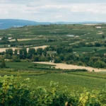 A glass of dry white wine overlooking lush French vineyard hillsides at sunset.