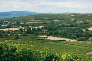 Jurançon Sec is the high-acid powerhouse filling gaps on wine lists