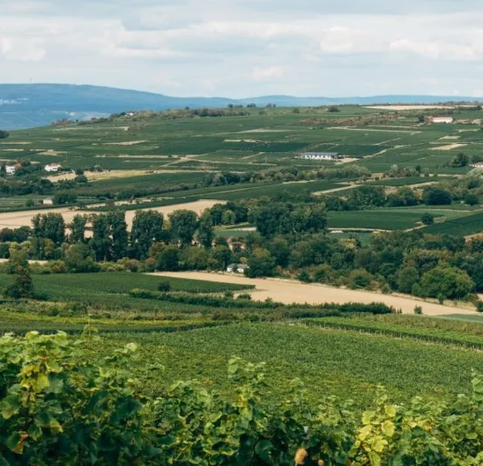 Jurançon Sec is the high-acid powerhouse filling gaps on wine lists
