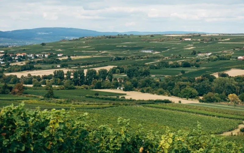 Jurançon Sec is the high-acid powerhouse filling gaps on wine lists