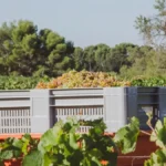 Close-up of hands picking fresh green grapes in a sunlit regenerative vineyard.