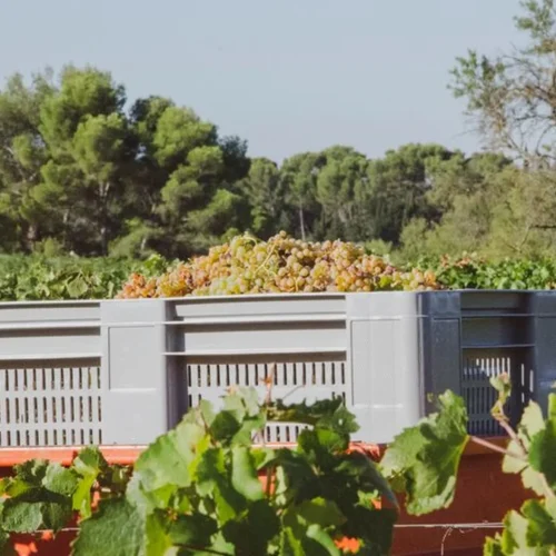 Margan pivots toward quality and regenerative viticulture in the Hunter