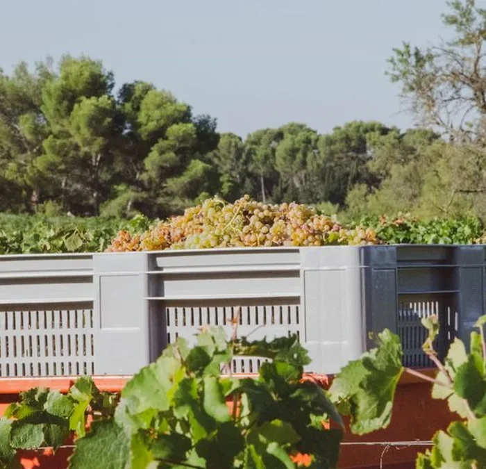 Margan pivots toward quality and regenerative viticulture in the Hunter