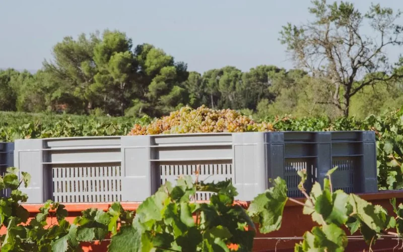 Margan pivots toward quality and regenerative viticulture in the Hunter