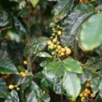 Close up of ripe red coffee cherries in a wooden bowl at a Hawaiian farm.