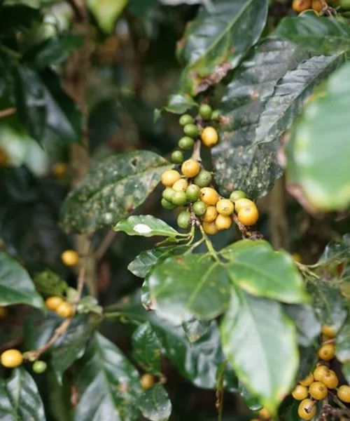 Miranda’s Farm Claims Top Honor at Best of Hawai‘i Competition