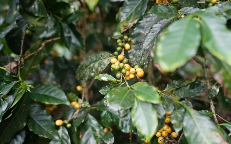 Close up of ripe red coffee cherries in a wooden bowl at a Hawaiian farm.