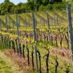 A glass of chilled Sauvignon Blanc resting on a wooden table overlooking a lush green vineyard.