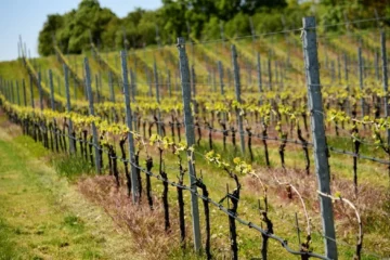 New Terroirs Are Redefining Sauvignon Blanc