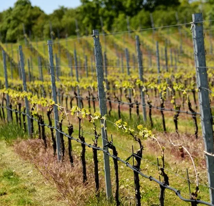 New Terroirs Are Redefining Sauvignon Blanc