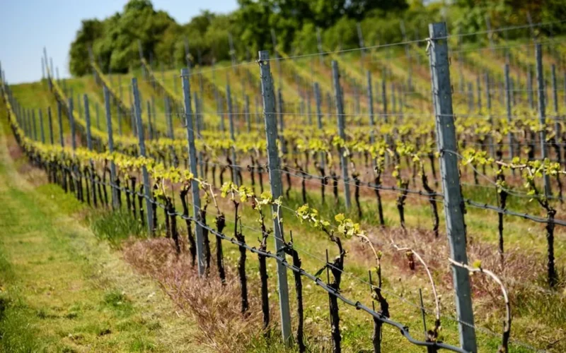 New Terroirs Are Redefining Sauvignon Blanc