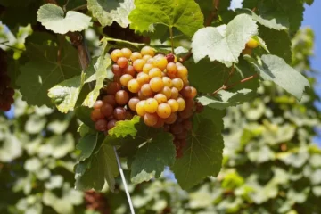 Oregon Wine Finds Resilience Amidst Market Contraction