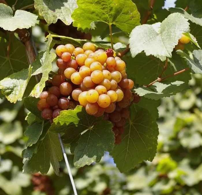 Oregon Wine Finds Resilience Amidst Market Contraction