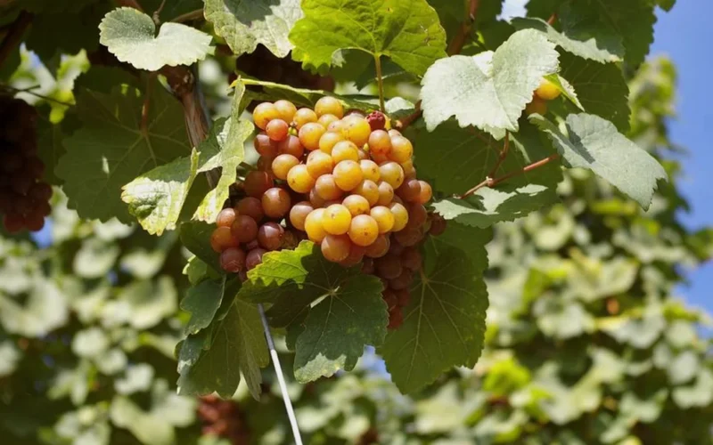 Close-up of golden Chardonnay grapes and dark red Pinot Noir grapes on wood.