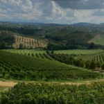 A glass of red wine overlooking the lush green vineyards of Elgin South Africa.
