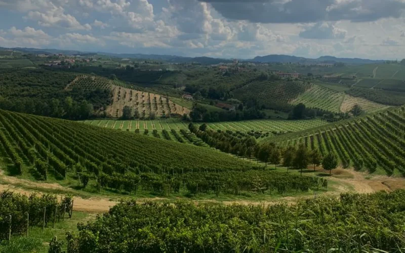 A glass of red wine overlooking the lush green vineyards of Elgin South Africa.