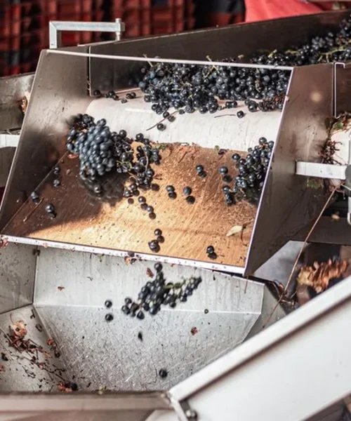 Processing innovation is elevating Liberica from commodity to specialty