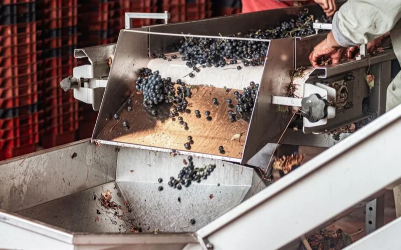 Red Liberica coffee cherries undergoing anaerobic fermentation in a stainless steel vessel for specialty production.