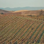 Green grapevines stretching across a sunny hillside vineyard in Napa Valley under bright sunlight.