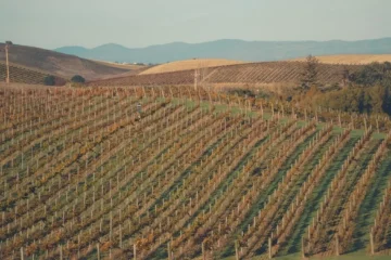 Resilience and Risk at Harlan Estate With Cory Empting