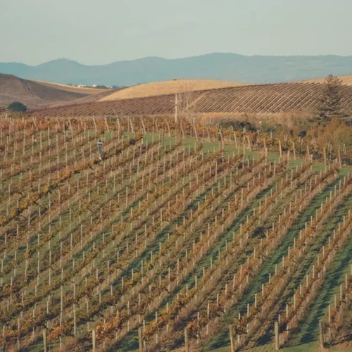 Resilience and Risk at Harlan Estate With Cory Empting