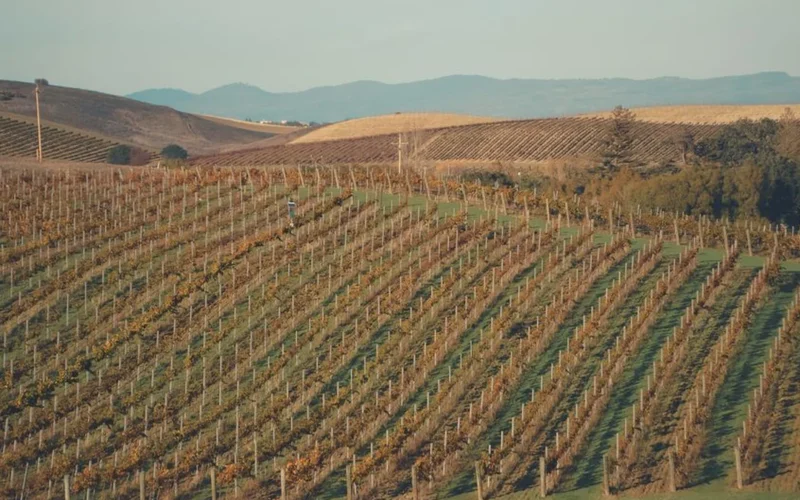 Green grapevines stretching across a sunny hillside vineyard in Napa Valley under bright sunlight.