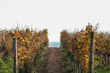 Rogue Valley Climbs to Top Spot in National Wine Rankings