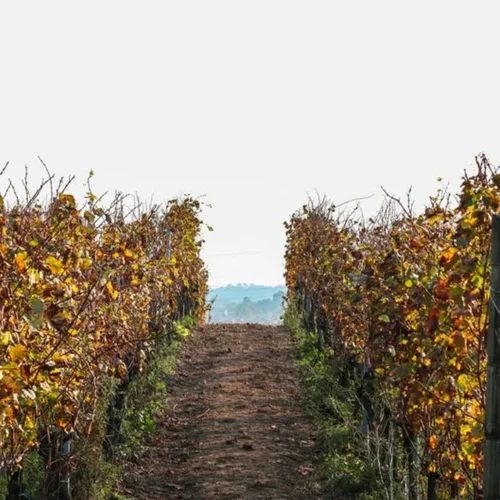 Rogue Valley Climbs to Top Spot in National Wine Rankings