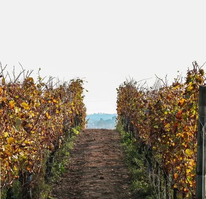 Rogue Valley Climbs to Top Spot in National Wine Rankings