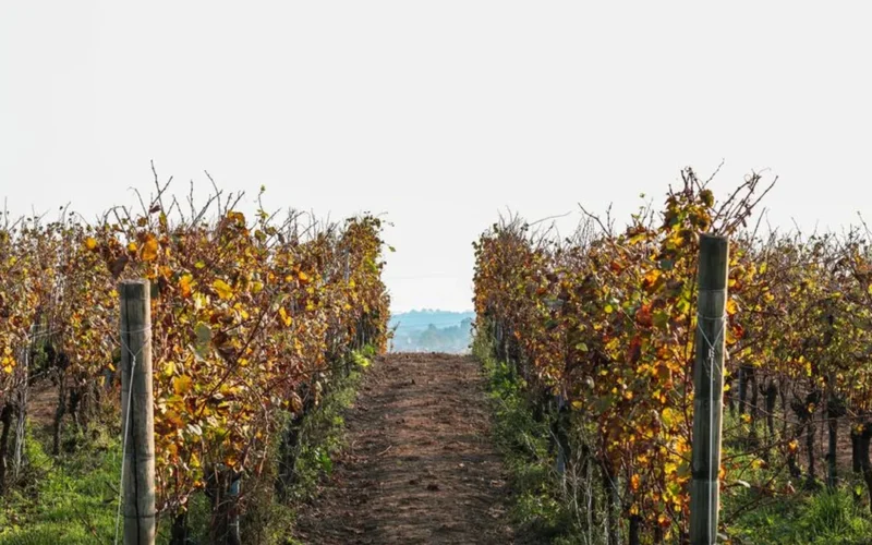 A glass of red wine resting on a rock overlooking the Rogue Valley landscape.