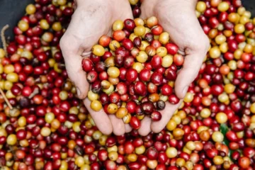 Sacramento Cafés Are Redefining Coffee Through Creative Fermentation