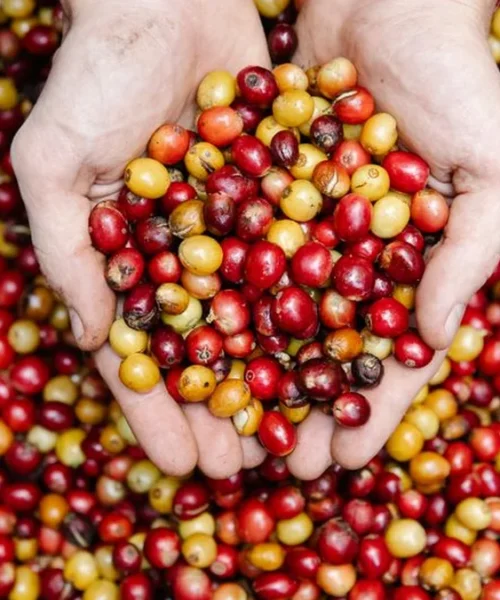 Sacramento Cafés Are Redefining Coffee Through Creative Fermentation
