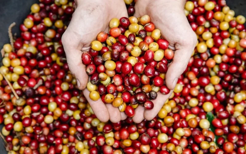 Fresh watermelon slices and green coffee cherries on a metal surface representing co-fermentation.