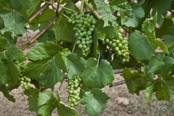 Santa Barbara’s Pinot Noir Powerhouse Takes Center Stage
