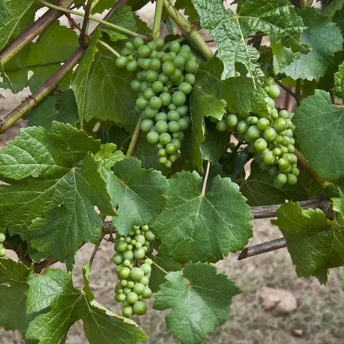 Santa Barbara’s Pinot Noir Powerhouse Takes Center Stage