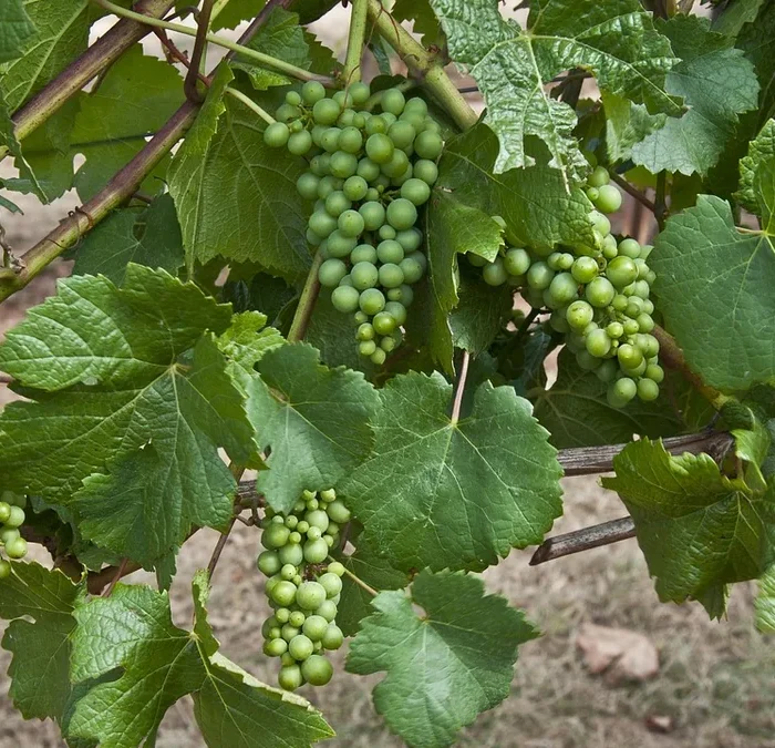 Santa Barbara’s Pinot Noir Powerhouse Takes Center Stage