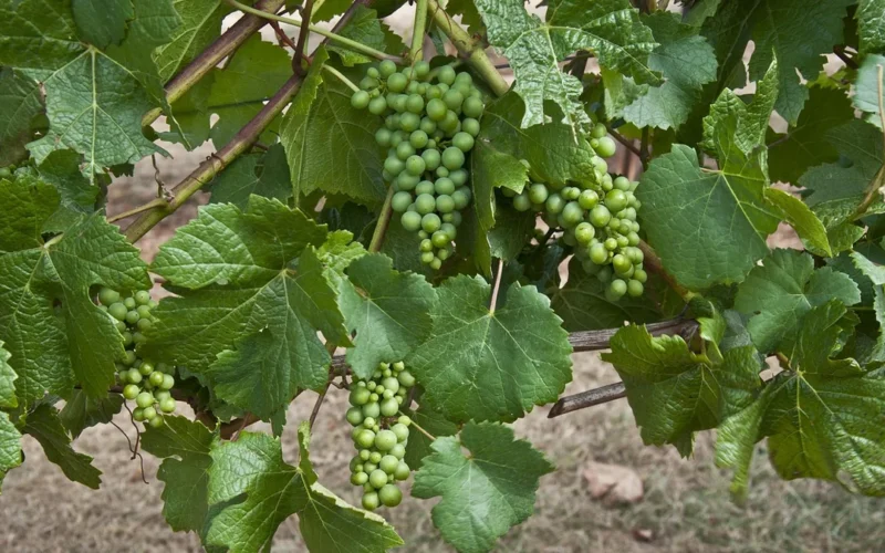 A glass of red wine overlooking the rolling vineyards of the Sta. Rita Hills.