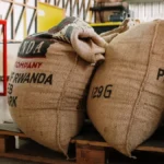A female coffee roaster inspecting freshly roasted coffee beans in a production facility.
