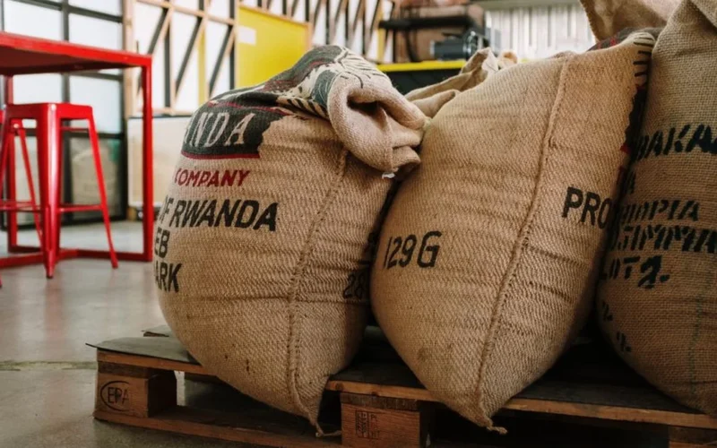 A female coffee roaster inspecting freshly roasted coffee beans in a production facility.