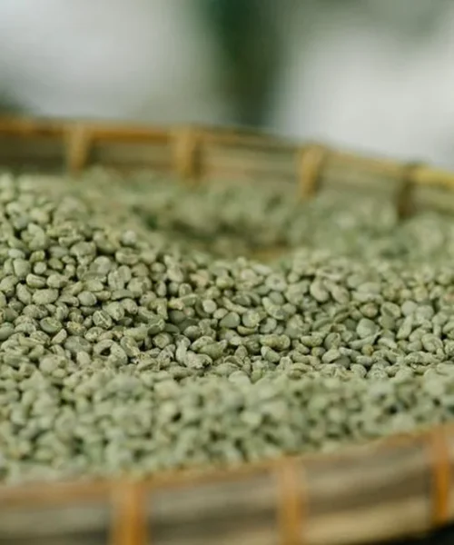 Shrinking Arabica Stocks Meet Looming EUDR Regulations