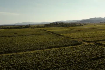 Sommeliers Reveal Which Sancerre Bottles Actually Justify the Price Tag