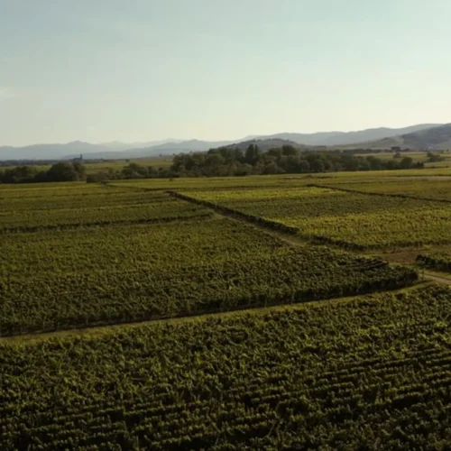Sommeliers Reveal Which Sancerre Bottles Actually Justify the Price Tag